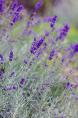 Lavender angustifolia or Lavender spikelet is a herbaceous plant, a species of the genus Lavender ( Lavandula ) of the Lamiaceae family