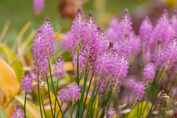 Barnardia japonica, the Japanese hyacinth, is a bulbous flowering plant of the Asparagus family