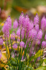 Obraz premium Barnardia japonica, the Japanese hyacinth, is a bulbous flowering plant of the Asparagus family