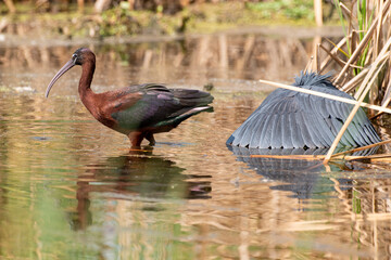 Aigrette ardoisée,. pêche, Egretta ardesiaca, Black Heron, Ibis falcinelle, .Plegadis falcinellus, Glossy Ibis