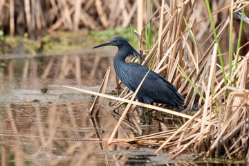Aigrette ardoisée,. pêche, Egretta ardesiaca, Black Heron
