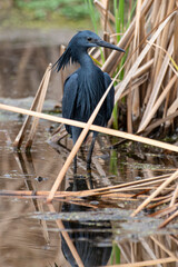 Aigrette ardoisée,. pêche, Egretta ardesiaca, Black Heron