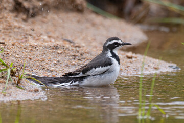 Bergeronnette du Cap,.Motacilla capensis, Cape Wagtail