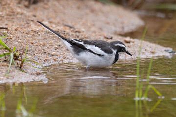 Bergeronnette du Cap,.Motacilla capensis, Cape Wagtail