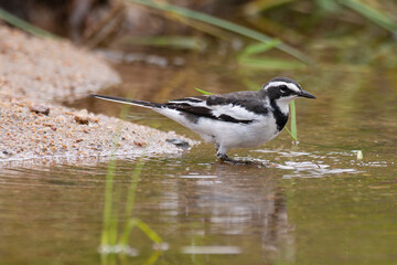 Bergeronnette du Cap,.Motacilla capensis, Cape Wagtail