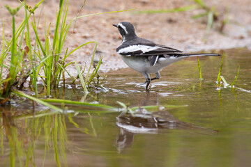 Bergeronnette du Cap,.Motacilla capensis, Cape Wagtail