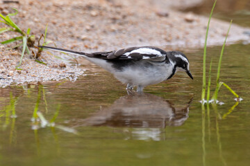 Bergeronnette du Cap,.Motacilla capensis, Cape Wagtail
