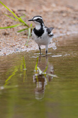 Bergeronnette du Cap,.Motacilla capensis, Cape Wagtail