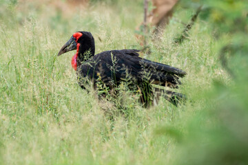 Bucorve du Sud, Grand calao terrestre, Bucorvus leadbeateri, Southern Ground Hornbill