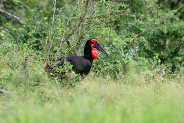 Bucorve du Sud, Grand calao terrestre, Bucorvus leadbeateri, Southern Ground Hornbill