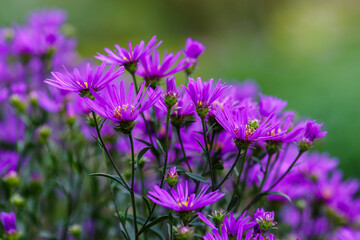 Aster ammellus sort Rudolf Goethe in garden. Beautiful purple flowers of autumn time