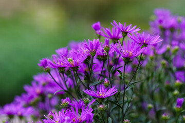 Obraz premium Aster ammellus sort Rudolf Goethe in garden. Beautiful purple flowers of autumn time.