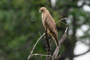 Buse féroce, immature,.Buteo rufinus,