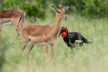Bucorve du Sud, Grand calao terrestre, Bucorvus leadbeateri, Southern Ground Hornbill