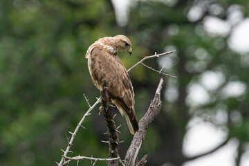 Buse féroce, immature,.Buteo rufinus,