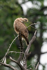 Buse féroce, immature,.Buteo rufinus,