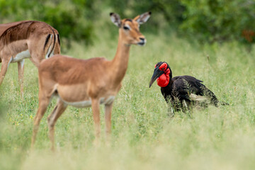 Bucorve du Sud, Grand calao terrestre, Bucorvus leadbeateri, Southern Ground Hornbill