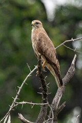 Buse féroce, immature,.Buteo rufinus,