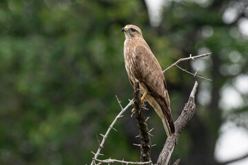 Buse f&eacute;roce, immature,.Buteo rufinus,