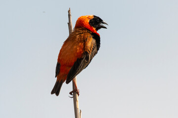 Euplecte ignicolore,.Euplectes orix, Southern Red Bishop, Afrique du Sud