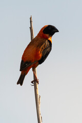 Euplecte ignicolore,.Euplectes orix, Southern Red Bishop, Afrique du Sud