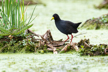 Râle à bec jaune, Marouette  bec jaune,.Zapornia flavirostra,  Amaurornis flavirostra, Black Crake