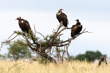 Vautour charognard,. Necrosyrtes monachus, Hooded Vulture