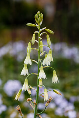 Galtonia princeps Decne. Galtonia whitish (Galtonia candicans) is an elegant plant of the Lily family