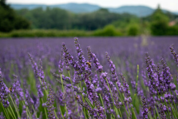Fototapeta na wymiar lavender field in region of France