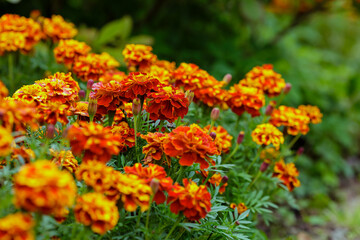 Orange marigold or tagetes flowers on garden. Close up marigold flowers (Tagetes erecta, gold marigold flower). Floral background 