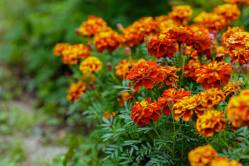 Orange marigold or tagetes flowers on garden. Close up marigold flowers (Tagetes erecta, gold marigold flower). Floral background