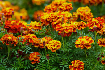 Orange marigold or tagetes flowers on garden. Close up marigold flowers (Tagetes erecta, gold marigold flower). Floral background
