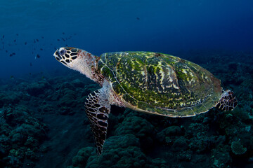 Obraz premium Hawksbill Turtle - Eretmochelys imbricata swims along coral reefs. Underwater world of Bali, Indonesia.