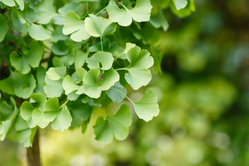Fototapeta na wymiar Ginkgo ( lat. Ginkgo ) is a genus of deciduous gymnosperms relict plants of the Ginkgo class. Ginkgo is a medicinal plant used in medicine