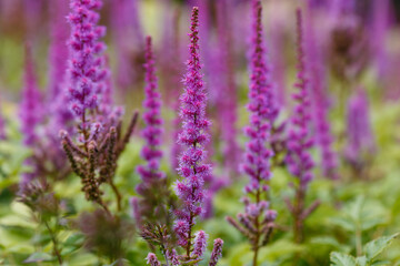 Astilba , or Astilbe is a genus of perennial plants of the Saxifrage family