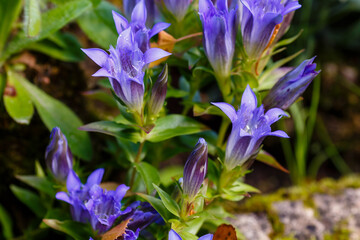 Gentian ( lat. Gentiána ) is a genus of perennial , less often annual herbs and shrubs of the Gentian family