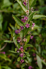 Lycium depressum stocks in bloom