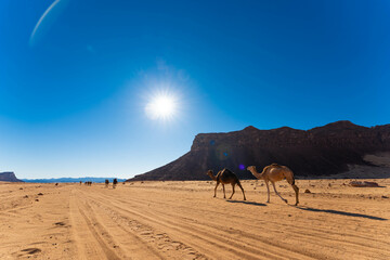 saudi arabia al ula desert camel