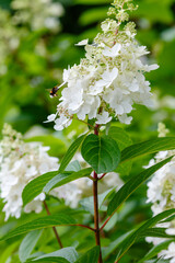 Hydrangea paniculata, the panicled hydrangea, is a species of flowering plant in the family Hydrangeaceae
