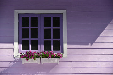 Window with purple flowers and purple house wall.Beautiful purple background.