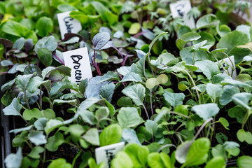 Broccoli and other vegetable seedlings growing in seed starting trays in a home garden