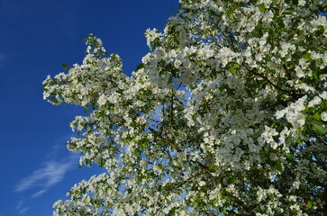 blossoming tree in spring
