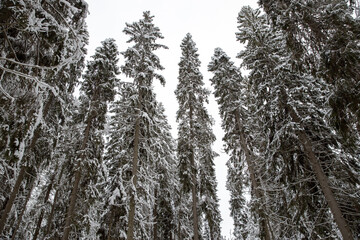 Winter treetops in the snow look up. Trees view from below. Grey sky. Trunks of larch. Lindulovskaya grove in the Leningrad region.