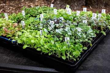 Variety of fresh, organically grown vegetable seedlings growing in seed starting trays in a home garden. Includes letttuce, broccoli, cabbage, kale, swiss chard and tat soi