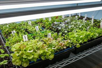 Trays of vegetable seedlings, including lettuce, broccoli and cabbage, growing under LED grow lights indoors for a home garden