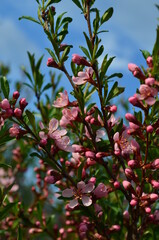 Obraz premium red apple tree