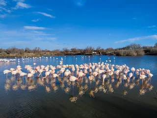 Fototapeten Naturpark Flamingos im Naturpark Pont de Gau (Camargue, Südfrankreich)  © Xavier