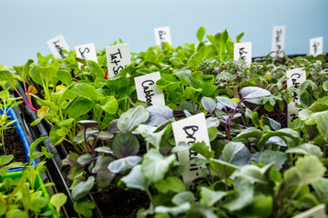Cabbage, tat soi and other vegetable seedlings growing under LED grow lights indoors in seed...