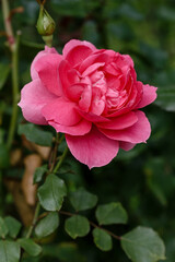 Beautiful pink roses in garden in bloom