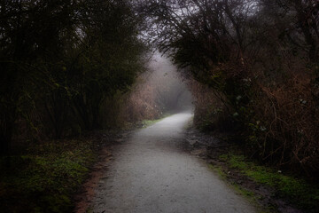 Fototapeta na wymiar Path in the Canadian rain forest with green trees. Early morning fog in winter season. Tynehead Park in Surrey, Vancouver, British Columbia, Canada. Dark Artistic Render